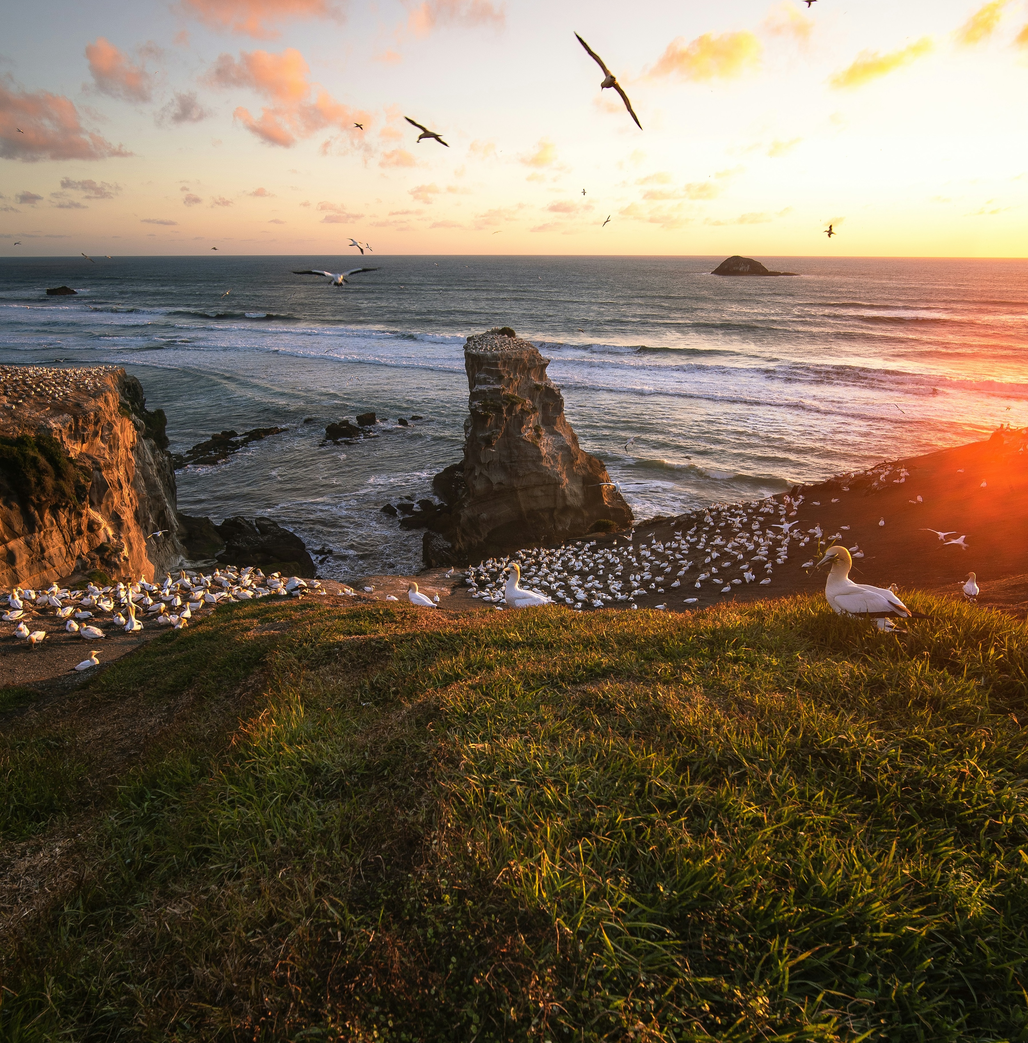 Muriwai beach