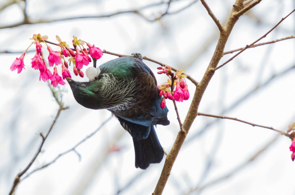 New Zealand Birds