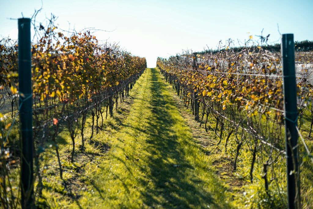 Waiheke Island Vineyard