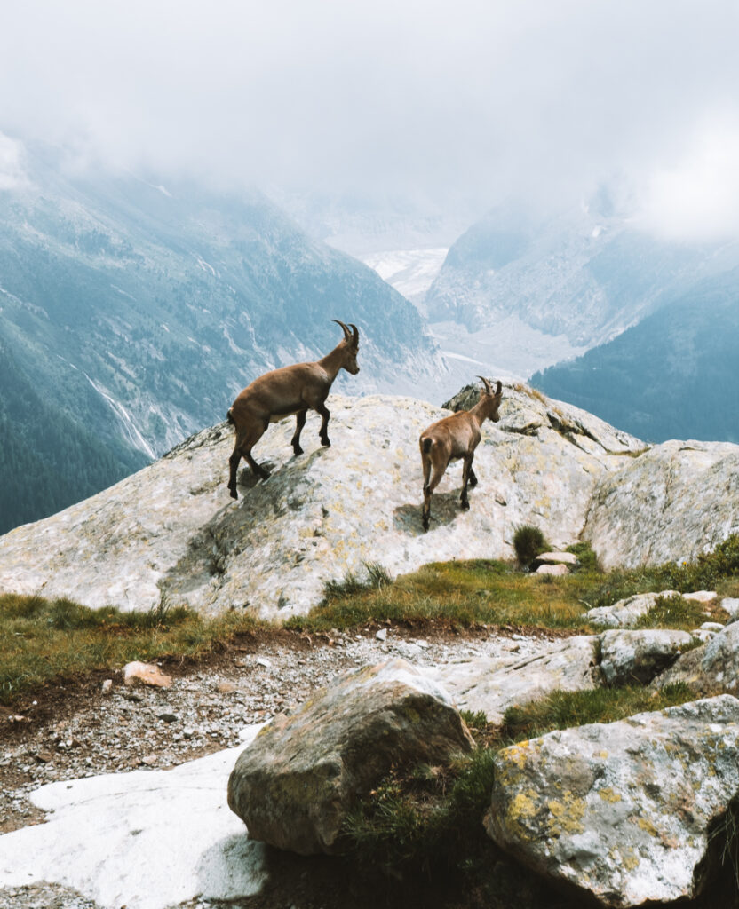 chamonix